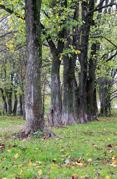 Foto parque paisaje árbol solitario