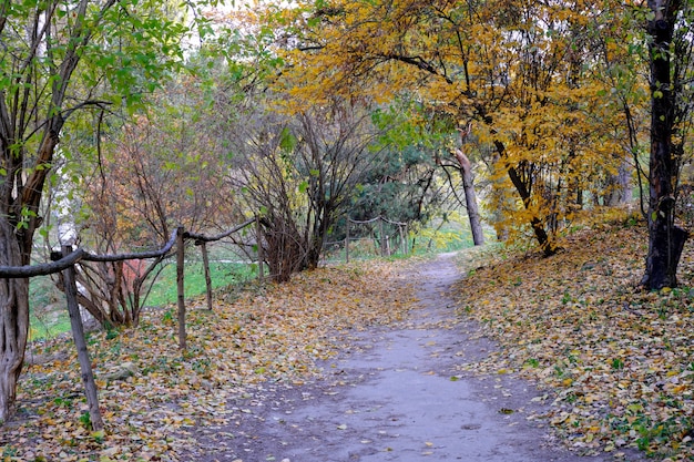 Parque de paisaje colorido otoñal con árboles y arbustos con hojas de colores brillantes