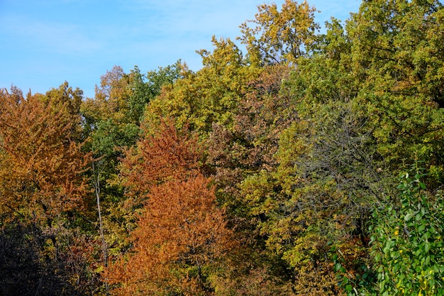 Foto parque de paisaje colorido de otoño con árboles y arbustos con hojas de colores brillantes contra el cielo azul