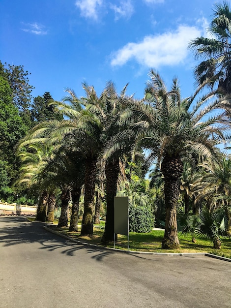 Parque de las palmeras