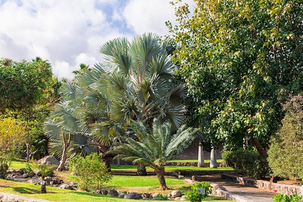 parque de palmeras