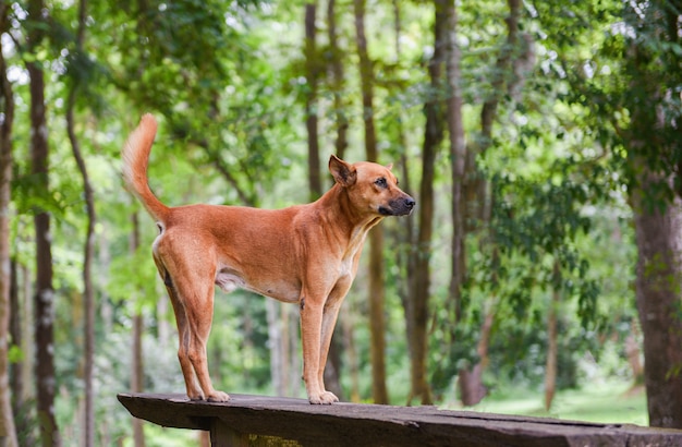 Parque para perros de pie en el bosque de árboles verdes y madera verde