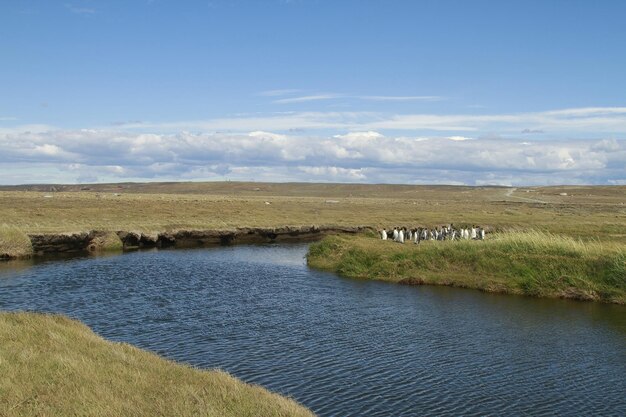 Parque Pinguino Rey King Penguin Park auf Feuerland