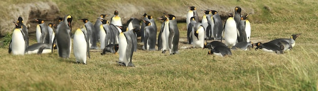 Parque Pinguino Rey King Penguin Park auf Feuerland