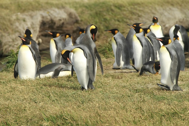 Parque Pinguino Rey King Penguin Park auf Feuerland