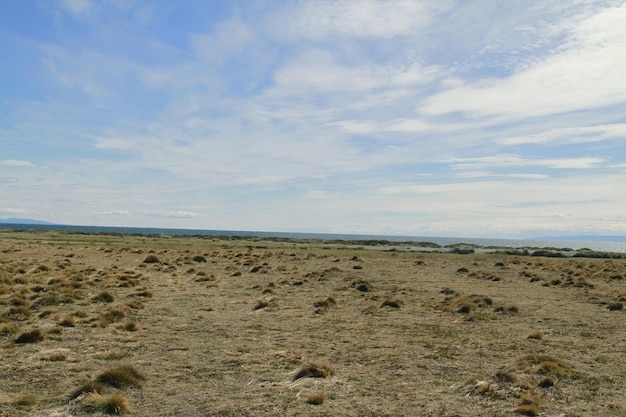 Parque pinguino rey king penguin park na terra do fogo