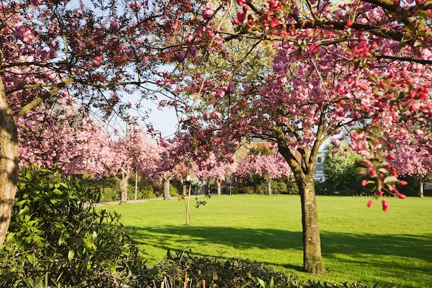 Parque primavera com cerejeiras em flor