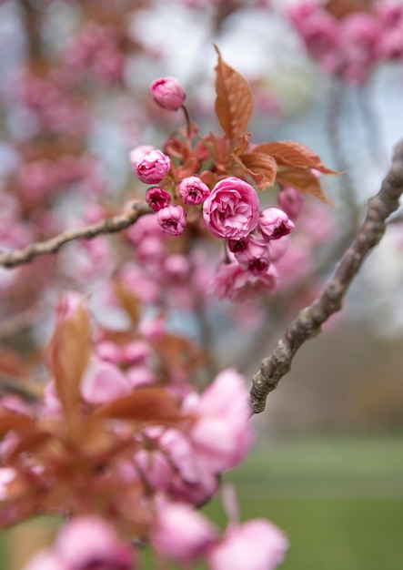 parque de primavera flores rosas flores de cerezo