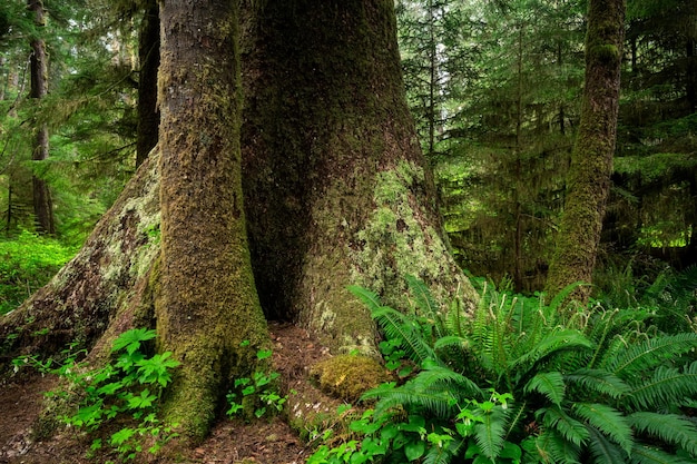 El Parque Provincial Carmanah Walbran cubierto de vegetación bajo la luz del sol en Canadá