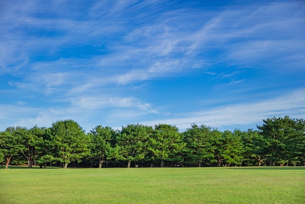 Foto parque público con campo de hierba verde y árbol