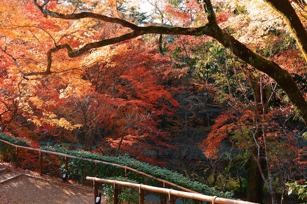 Parque público colorido no Japão