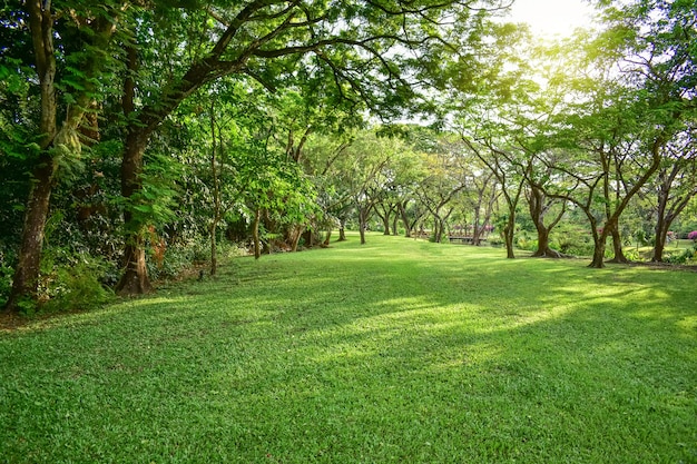 Parque público, com, campo grama verde