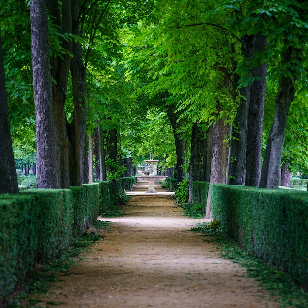 Parque público com grandes árvores e estradas de terra para caminhadas