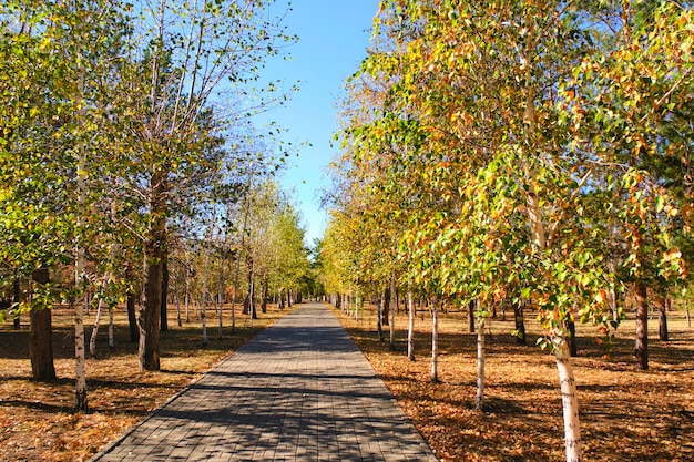 Parque público de outono com árvores de folhagem amarelada