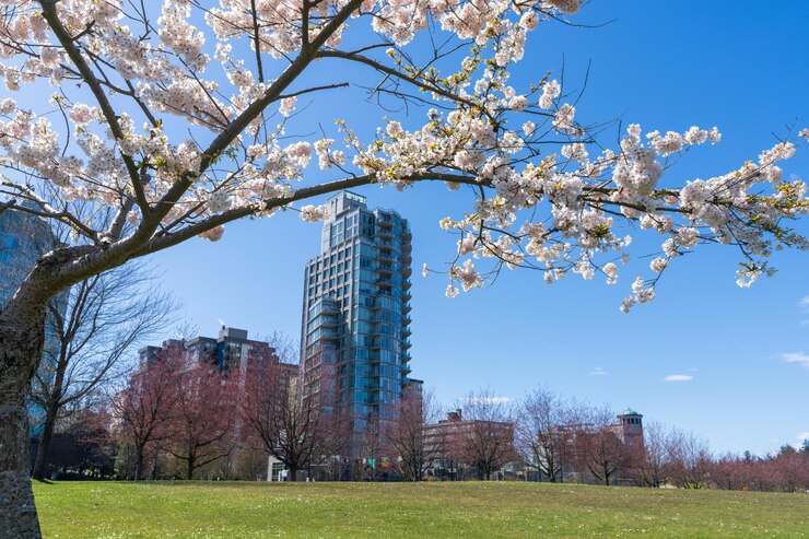 Parque del puerto de Devonian en la temporada de primavera. Flores de cerezo en plena floración. Vancouver, BC, Canadá.
