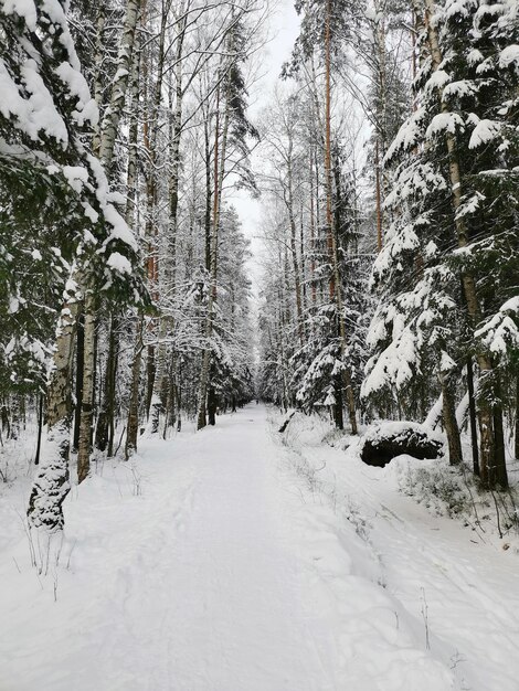 Parque Rzhevsky