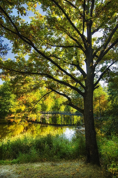 Parque soleado dorado de otoño con un gran árbol del lago y un puente con reflejo