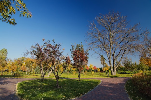Parque soleado de otoño con naranjos y fondo estacional natural de cielo azul