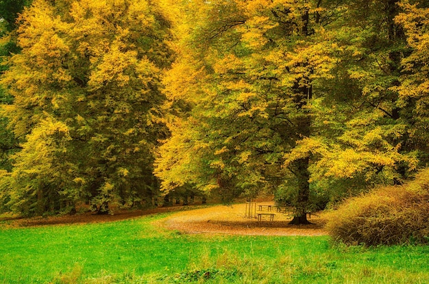 Parque soleado de otoño con naranjos y fondo estacional natural de pradera