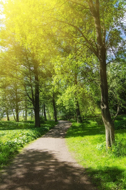 Parque soleado con sendero