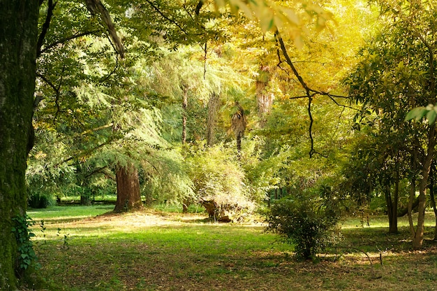 Parque en la tarde