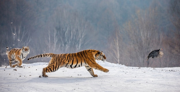 Parque del tigre siberiano