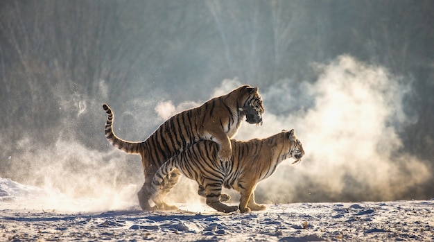 Parque del tigre siberiano