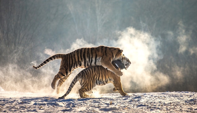 Parque del tigre siberiano