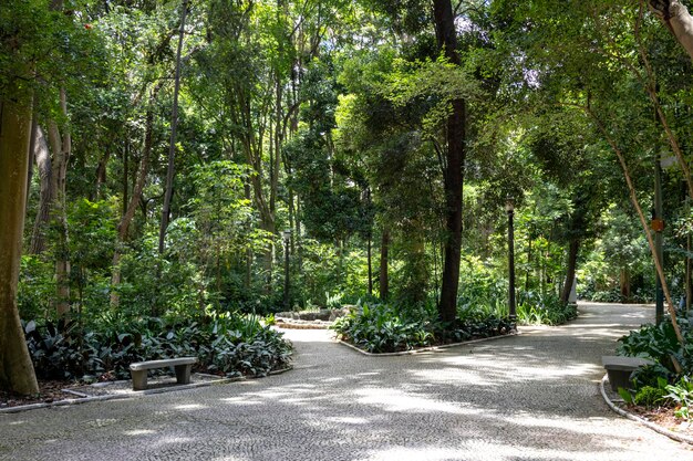 Parque Trianon na Av Paulista em São Paulo SP Brasil Avenida Principal da cidade