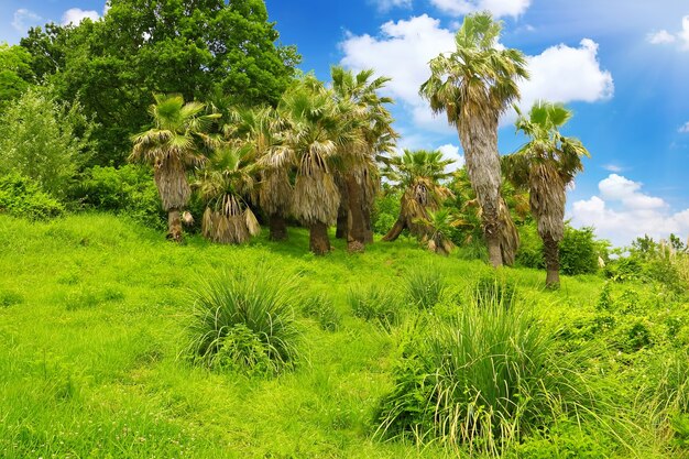 Parque tropical en Arboretum, ciudad de Sochi, capital de los Juegos Olímpicos de 2014, Rusia.