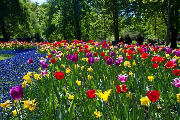 Parque de tulipanes