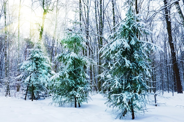 Parque urbano coberto de neve silencioso no inverno. rússia