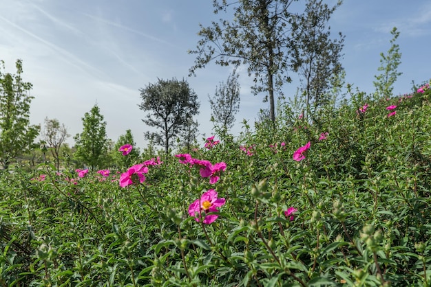 Un parque urbano cubierto de jaras aromáticas en flor