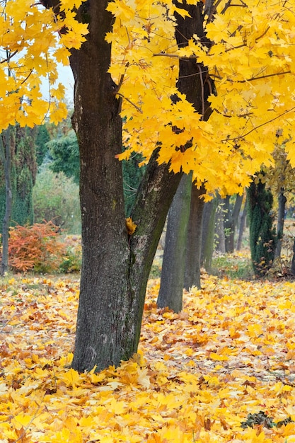 Parque urbano dourado de outono (com grande bordo amarelo na frente)