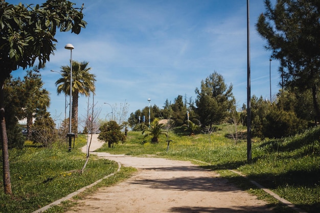 Parque urbano con pinos de camino de tierra y palmeras Espacio de copia Enfoque selectivo