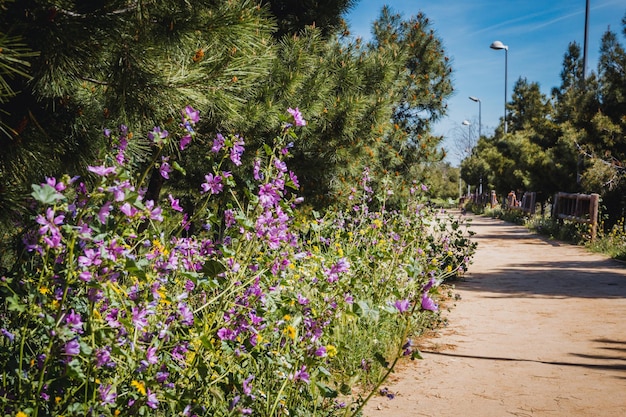 Parque urbano con vallas de madera de camino de tierra y flores de color púrpura Espacio de copia Enfoque selectivo