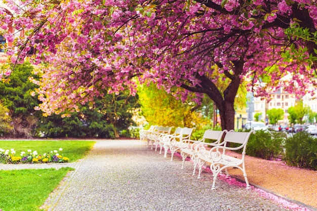 Parque vacío con flor de sakura, césped de flores y bancos blancos.