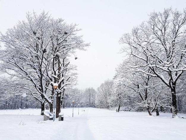 un parque vacío en la nieve en una fría mañana de invierno