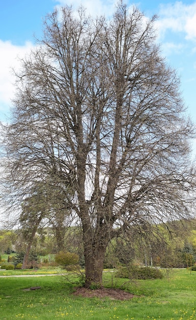 Parque de verano, follaje verde, primavera, parque, árboles, paisaje, cielo hermoso, nubes