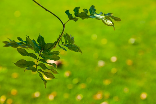 Parque en el verano. Hojas verdes de acacia de cerca.