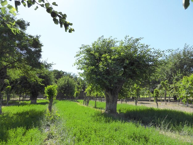 Parque de verano lleno de vegetación