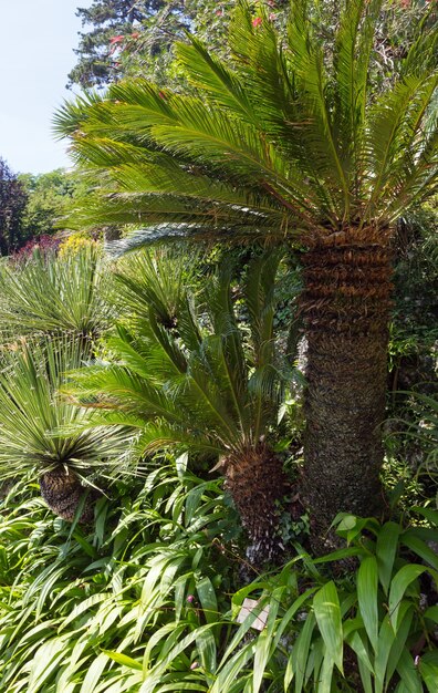 Parque de verano con palmeras.