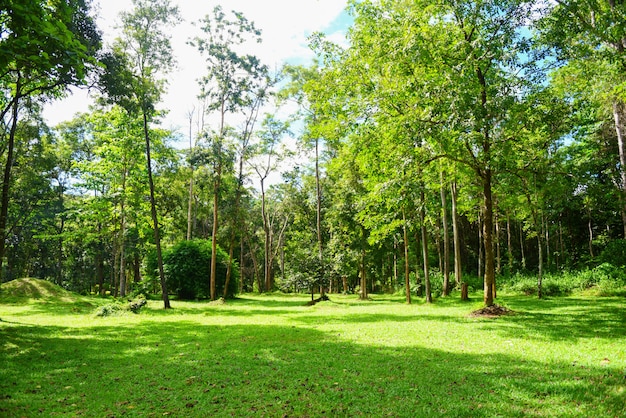 Parque verde bela árvore do nascer do sol no verão no exterior com árvore e campo / dia ensolarado no jardim prado e ecologia ambiente natureza verde