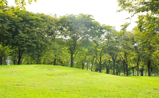 Parque verde de la ciudad