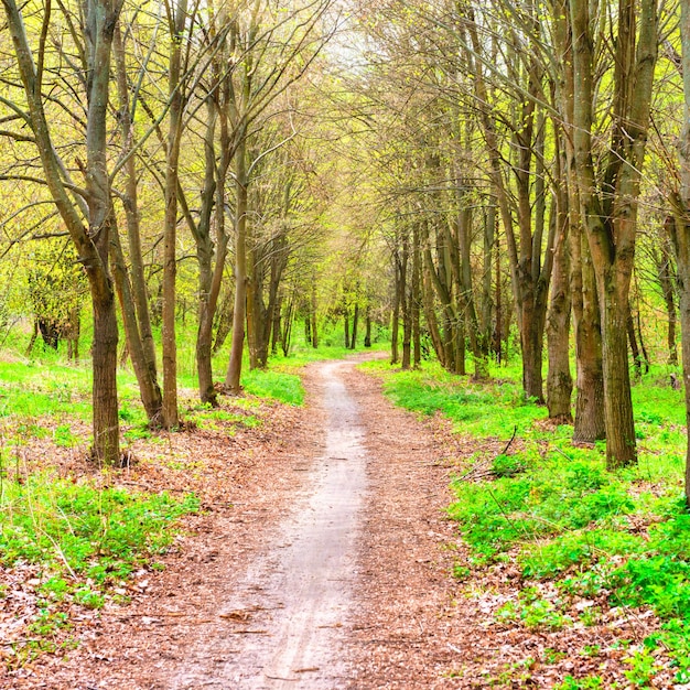 Parque verde com árvores verdes