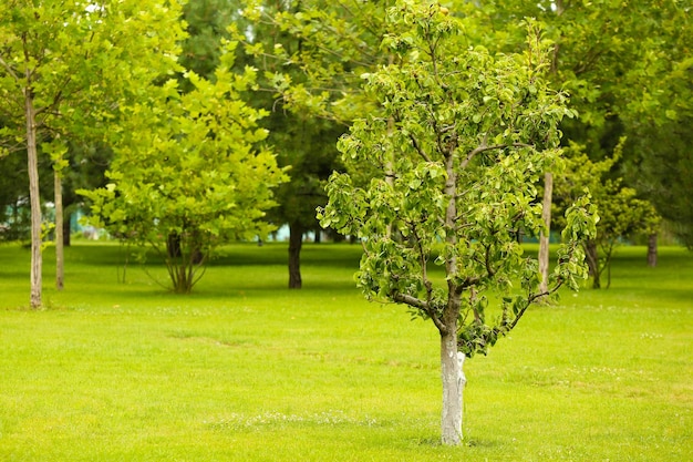 Parque verde com belas árvores