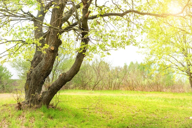 Parque verde com carvalhos e grama em um gramado ensolarado