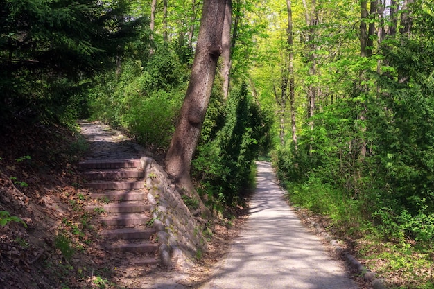 Parque verde denso senderos para caminar en el parque verde