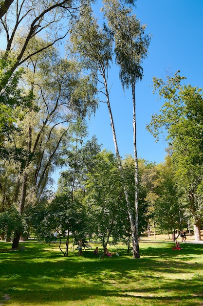 Parque verde en un día soleado