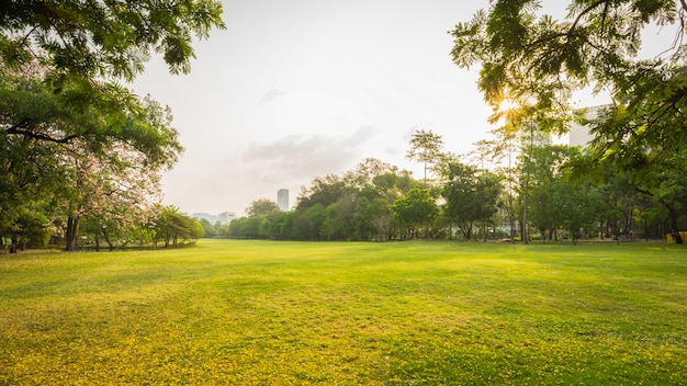 Foto parque verde e prado na manhã